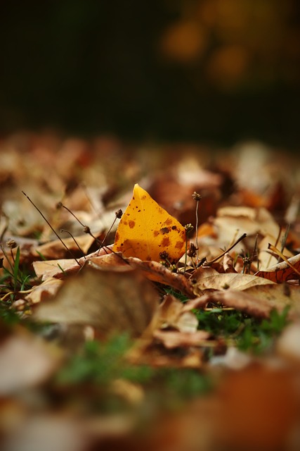 至巴萨后也 至巴萨后也