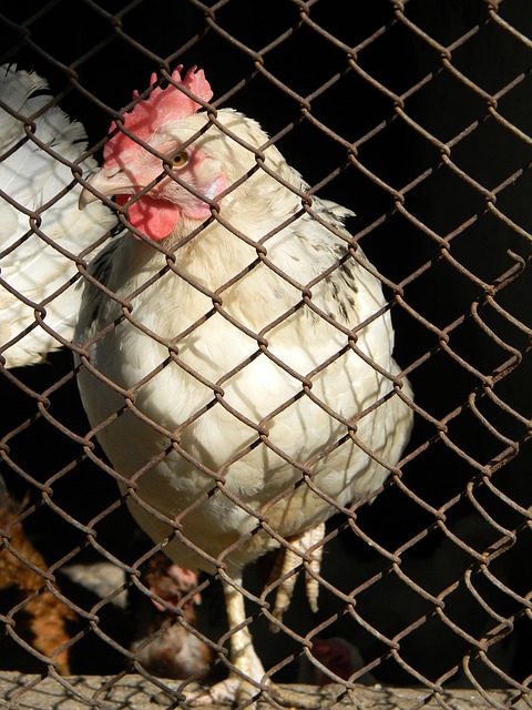 来自中国的 来自中国的